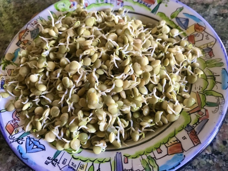 sprouting beans is easy, healthy and delicious.