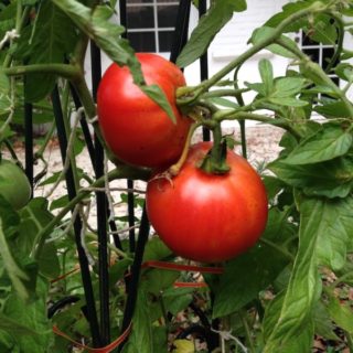 Two tomatoes hanging on a vine.