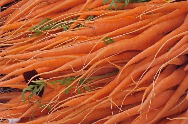 Fresh carrots for making salad. 
